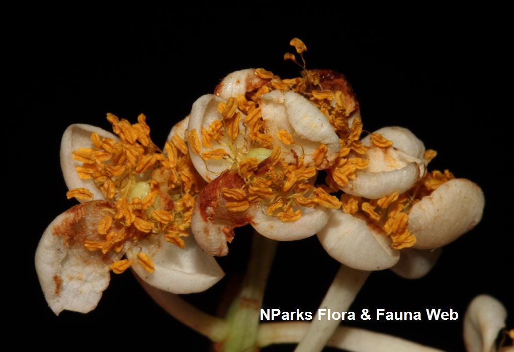 Calophyllum_ferrugineum_var_ferrugineum_Cerlin_Ng_11LR