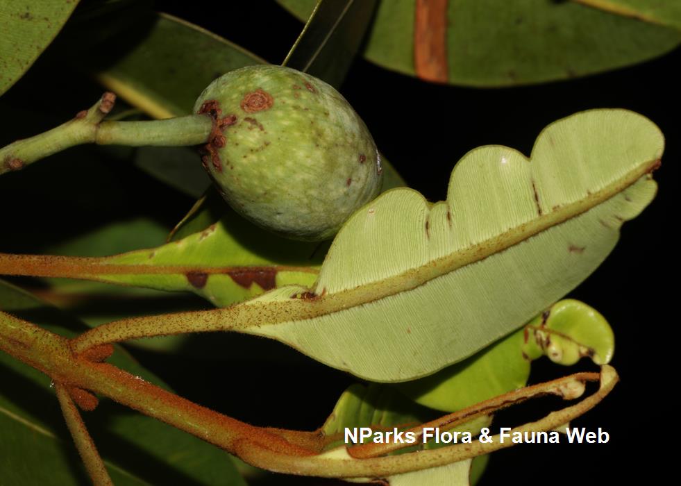 Calophyllum_ferrugineum_var_ferrugineum_Cerlin_Ng_12LR