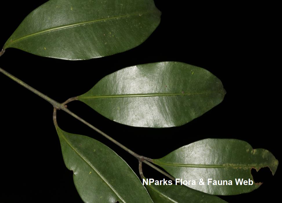 Calophyllum_ferrugineum_var_ferrugineum_Cerlin_Ng_13LR