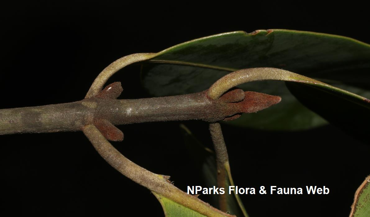 Calophyllum_ferrugineum_var_ferrugineum_Cerlin_Ng_14LR