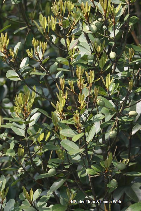 Calophyllum_ferrugineum_var_ferrugineum_Cerlin_Ng_15LR