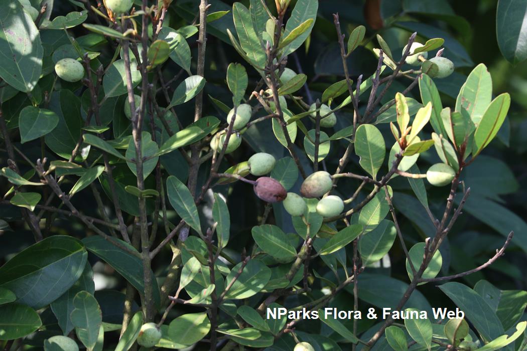 Calophyllum_ferrugineum_var_ferrugineum_Cerlin_Ng_16LR