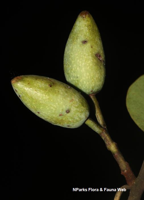 Calophyllum_ferrugineum_var_ferrugineum_Cerlin_Ng_17LR