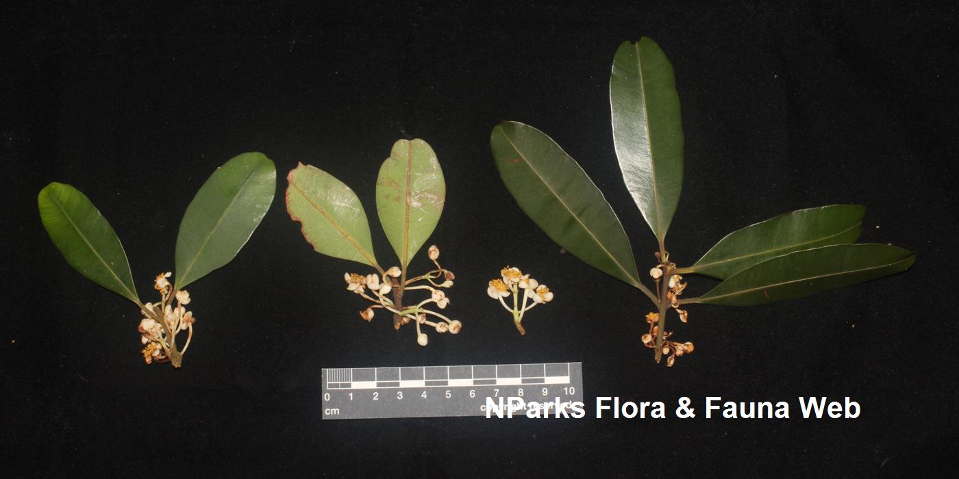Calophyllum_ferrugineum_var_ferrugineum_Cerlin_Ng_2