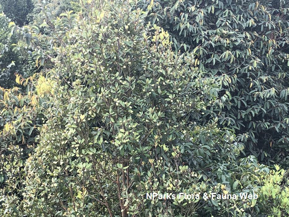 Calophyllum_ferrugineum_var_ferrugineum_Cerlin_Ng_3