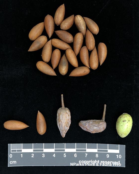 Calophyllum_ferrugineum_var_ferrugineum_Cerlin_Ng_4