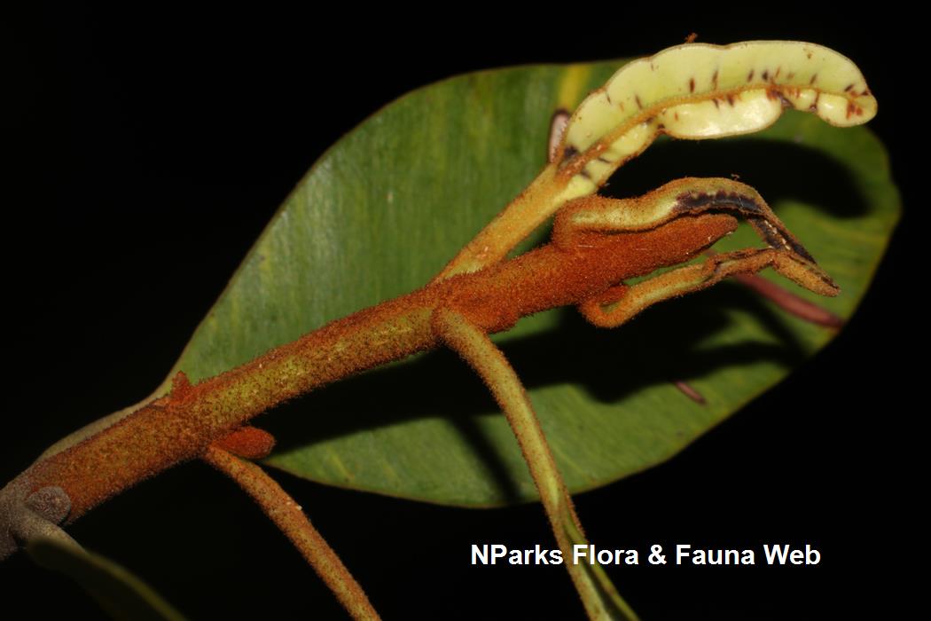 Calophyllum_ferrugineum_var_ferrugineum_Cerlin_Ng_5