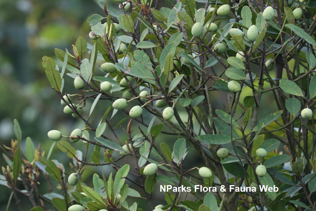 Calophyllum_ferrugineum_var_ferrugineum_Cerlin_Ng_6