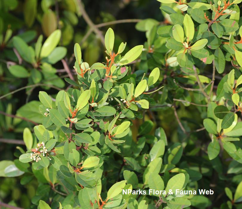 Calophyllum_ferrugineum_var_ferrugineum_Cerlin_Ng_7