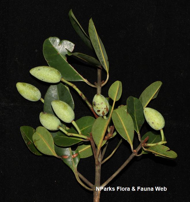 Calophyllum_ferrugineum_var_ferrugineum_Cerlin_Ng_8LR