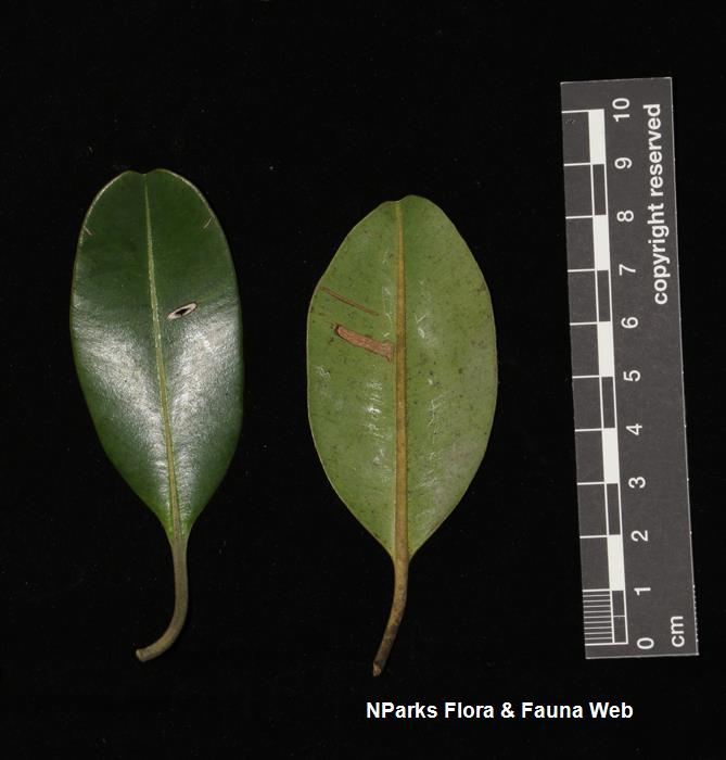 Calophyllum_ferrugineum_var_ferrugineum_Cerlin_Ng_9LR