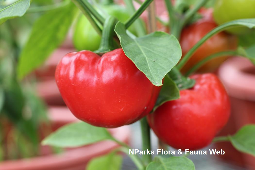 Capsicum annuum (red bell pepper)