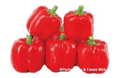 Capsicum annuum (red bell pepper) 