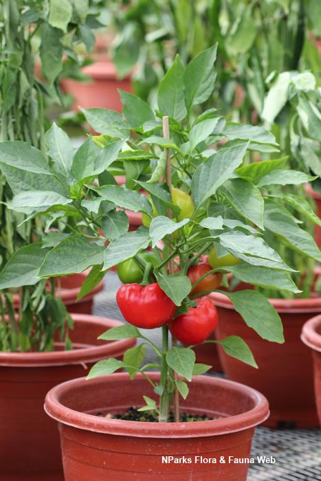 Capsicum plants clearance