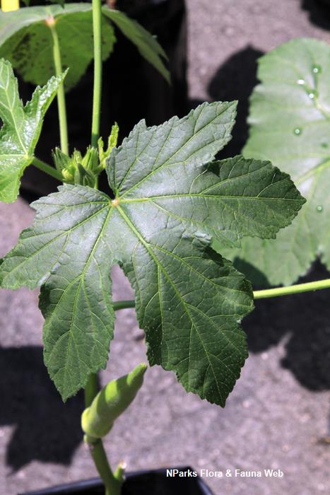 Abelmoschus_esculentus_Greeny_Splendor_Vicky_Lim_Yen_Ngoh