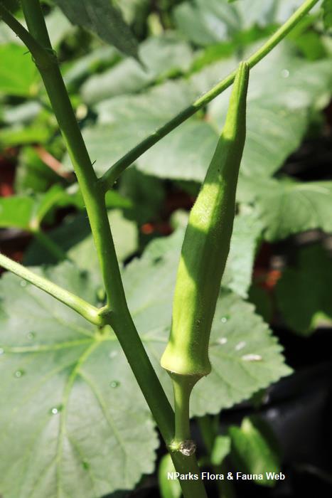 Abelmoschus_esculentus_Greeny_Splendor_Vicky_Lim_Yen_Ngoh