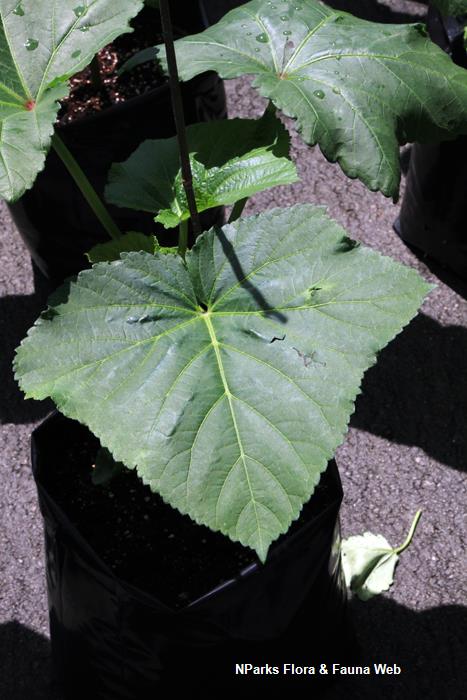 Abelmoschus_esculentus_Greeny_Splendor_Vicky_Lim_Yen_Ngoh