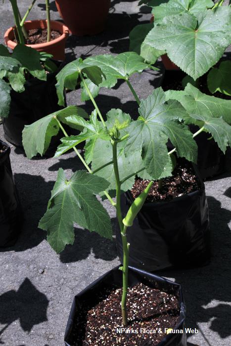 Abelmoschus_esculentus_Greeny_Splendor_Vicky_Lim_Yen_Ngoh