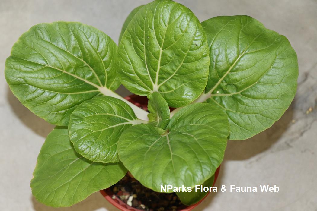 Brassica_rapa_Pak_Choi_Group_kow_peck_chye_Jennie_Tang_3