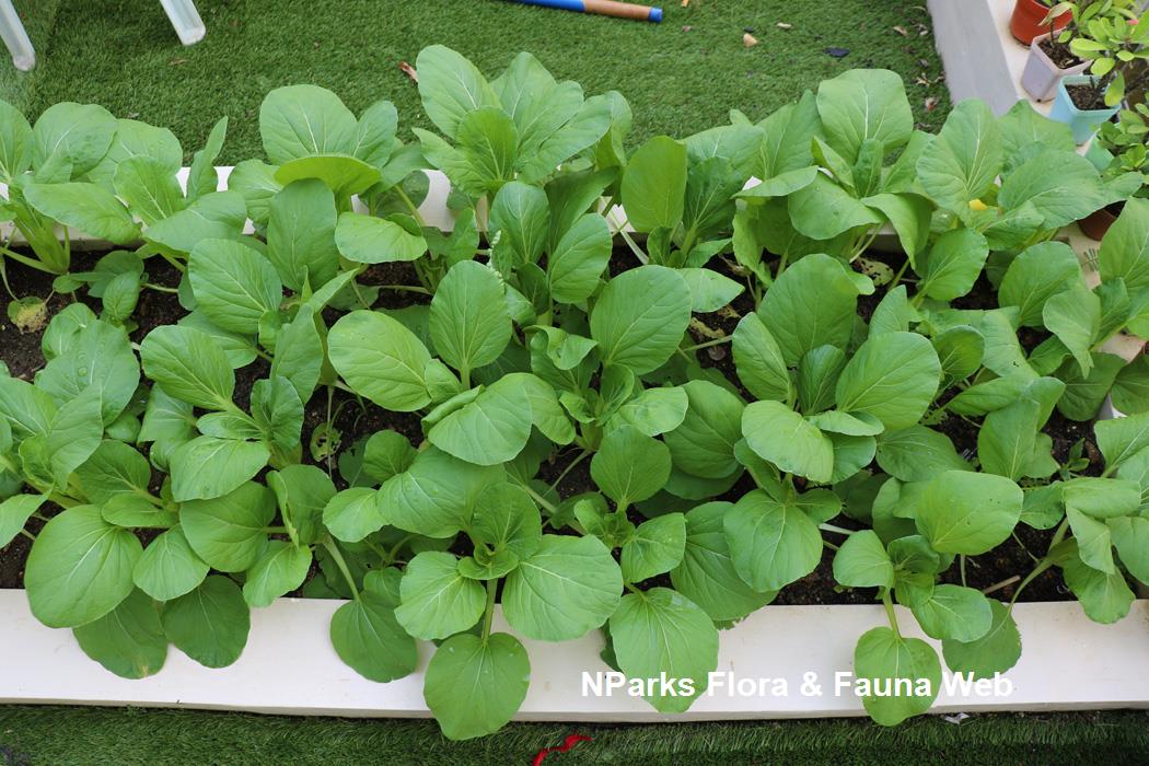 NParks Brassica rapa Pak Choi Group [xiao bai cai]