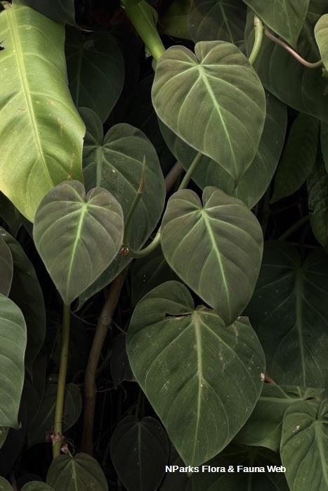 Philodendron hederaceum