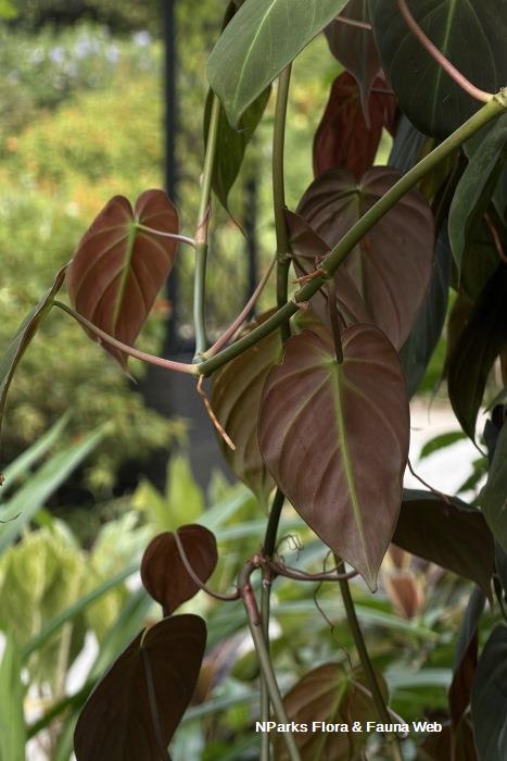 Philodendron hederaceum