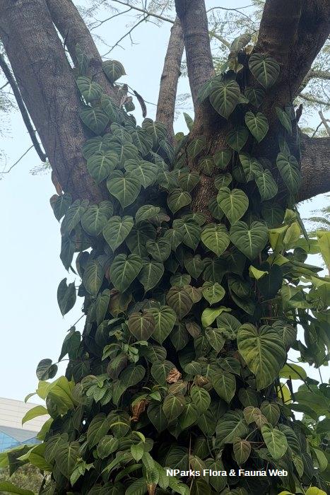 Philodendron hederaceum