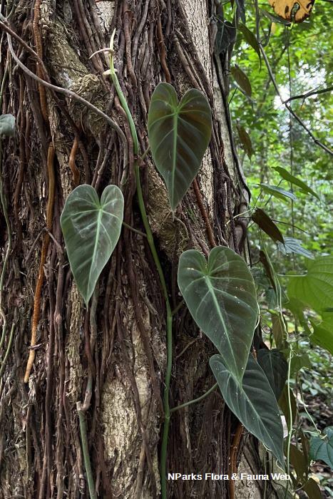 Philodendron hederaceum