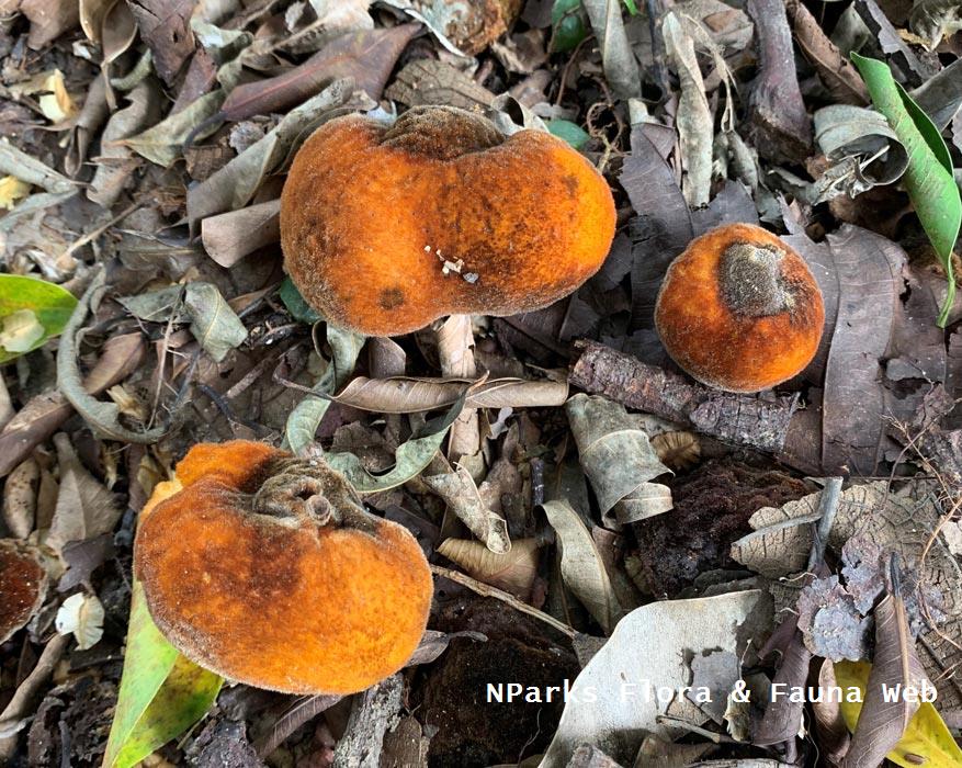 Artocarpus fulvicortex