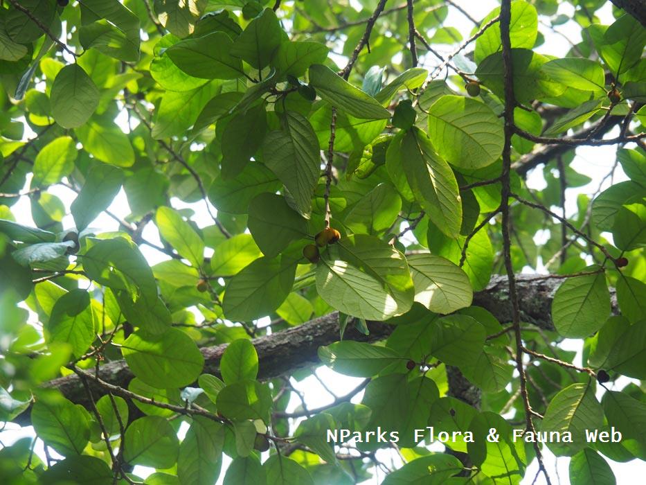 Artocarpus fulvicortex