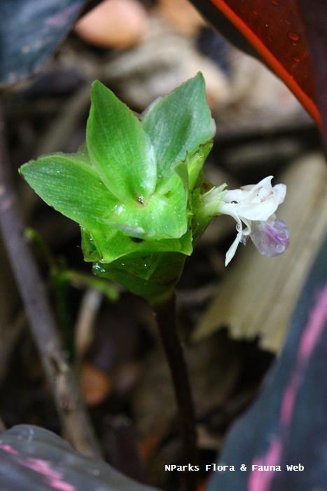 Goeppertia 'Black Rose'