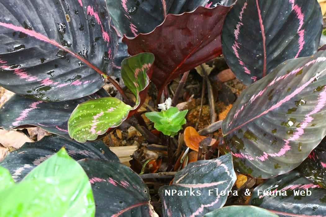 Goeppertia 'Black Rose'