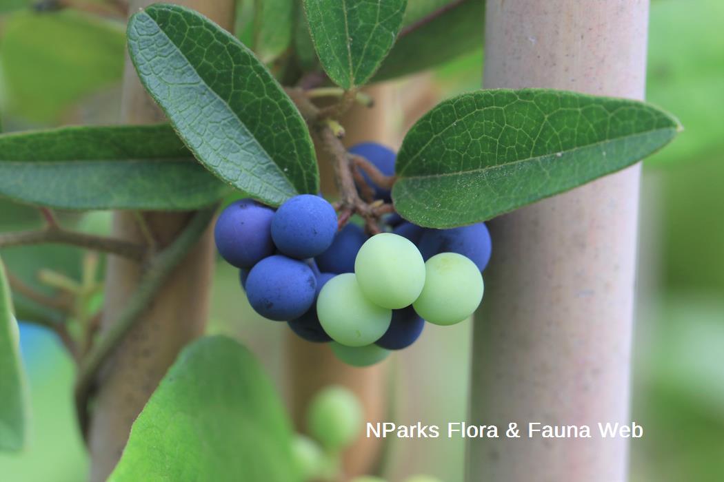 Cocculus orbiculatus