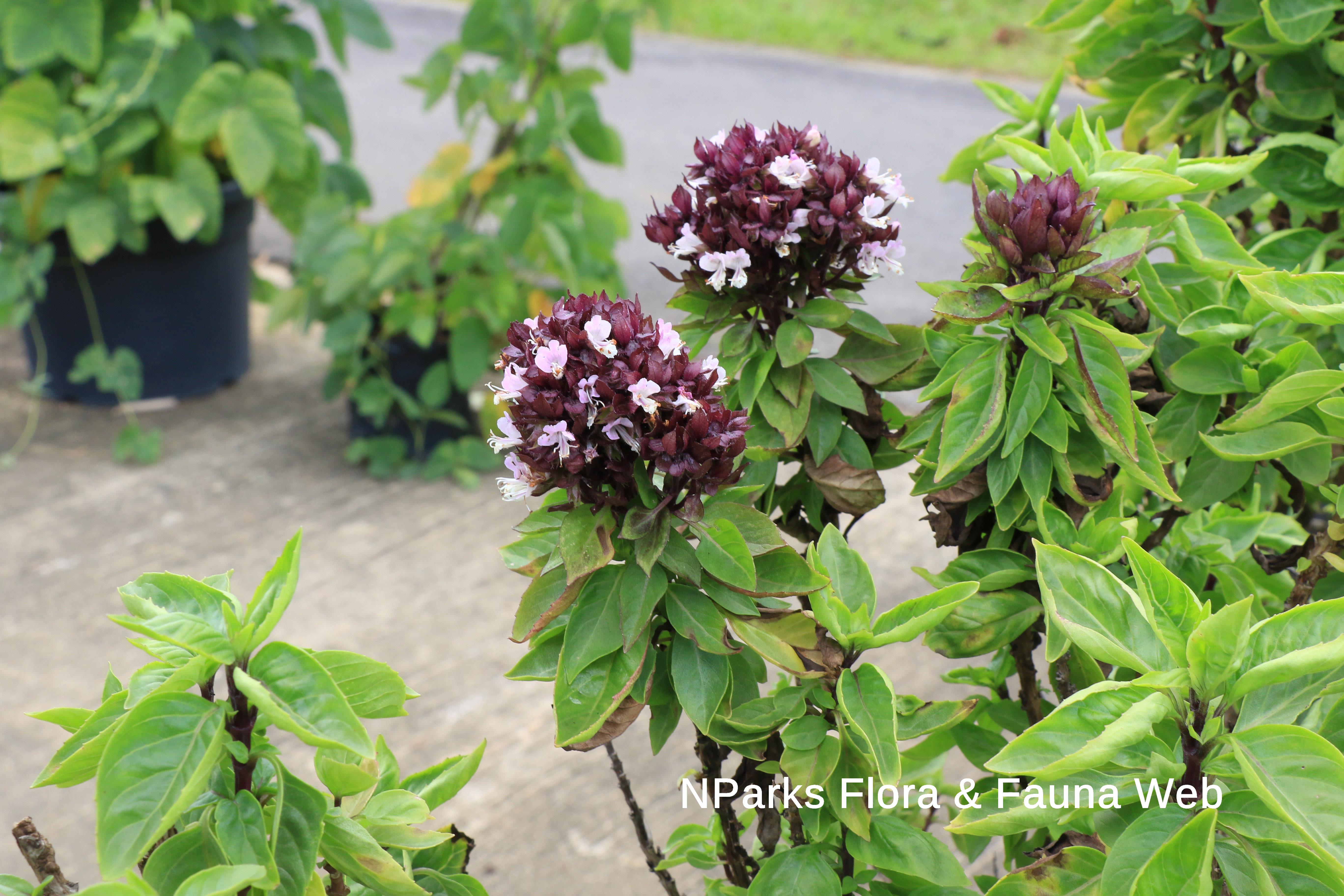Ocimum 'Siam Queen'