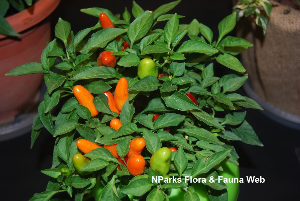 Capsicum_annuum_Jennie_Tang