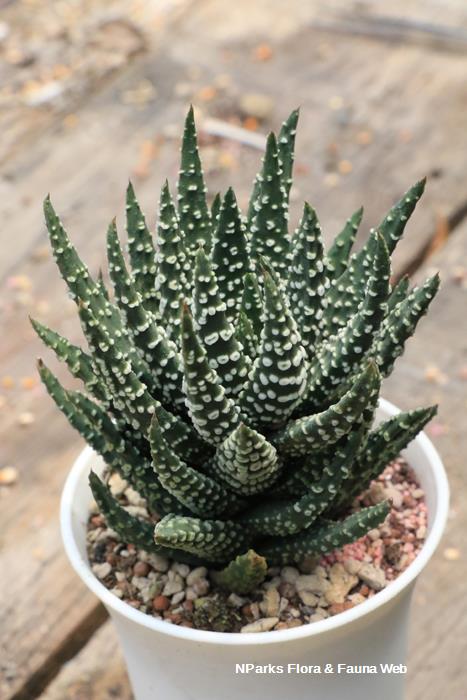 Haworthiopsis_attenuata_Tamako_Kobayashi