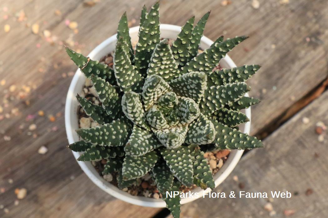 Haworthiopsis_attenuata_Tamako_Kobayashi