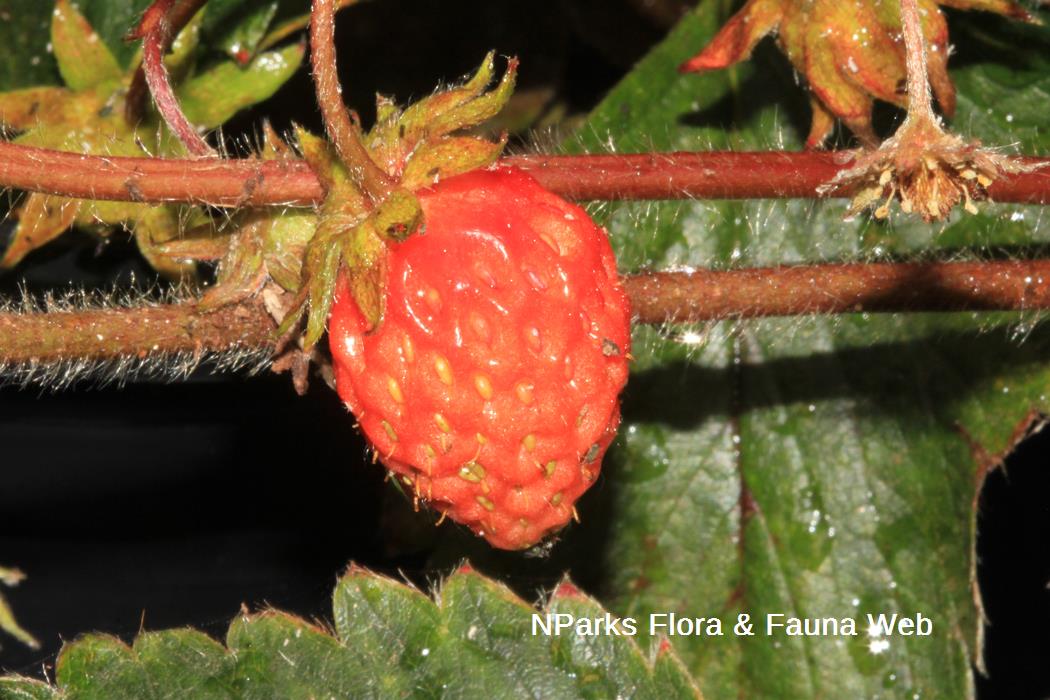 Fragaria x ananassa