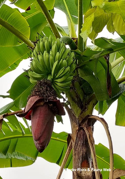 Musa acuminata x balbisiana (AAB Group) 'Pisang Raja'
