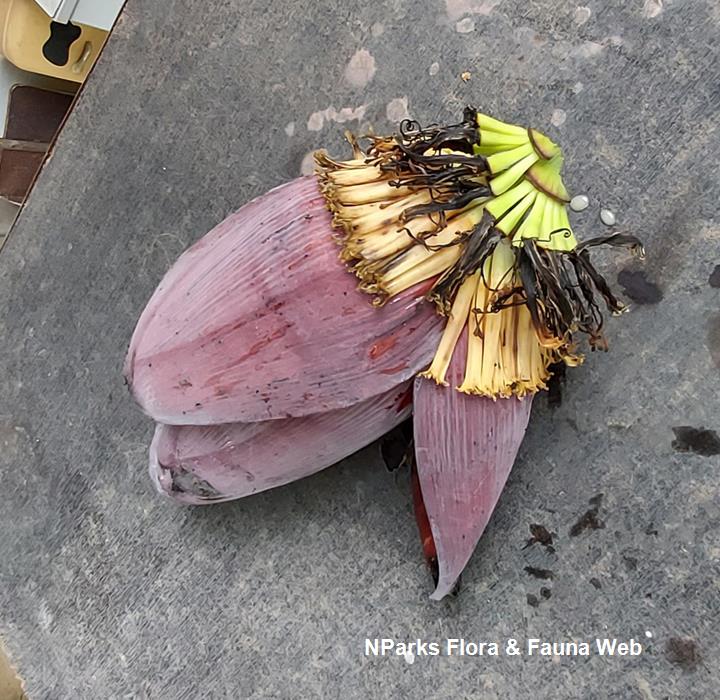Musa acuminata x balbisiana (AAB Group) 'Pisang Raja'