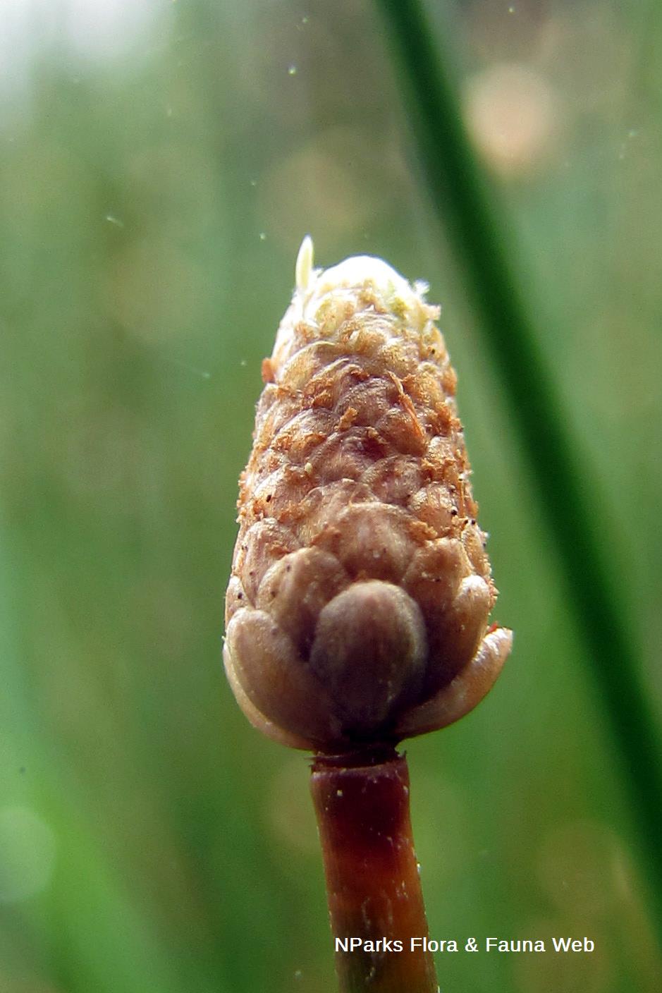 Elaeocharis_palustris_Vicky_Lim_Yen_Ngoh_1