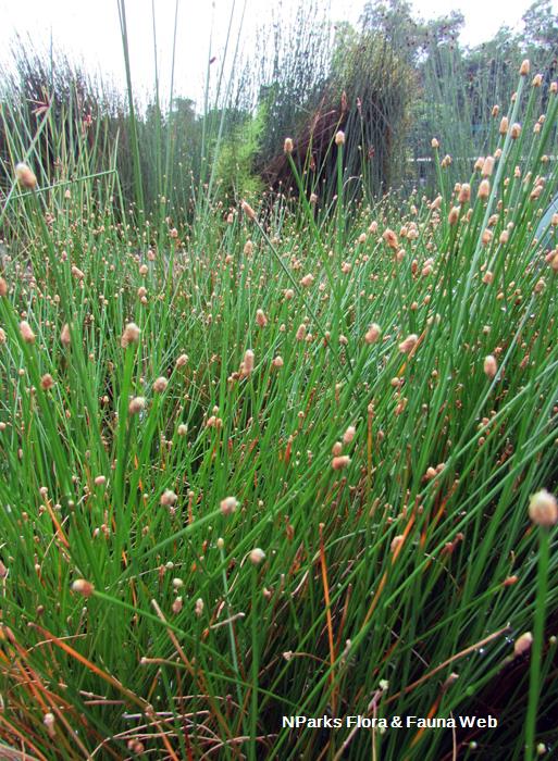 Elaeocharis_palustris_Vicky_Lim_Yen_Ngoh_2