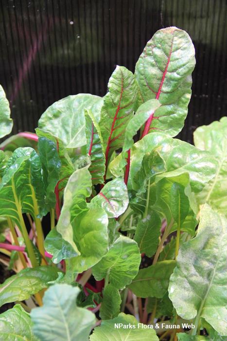 Xanadu Flora in Beet Xanadu Flora in Beet