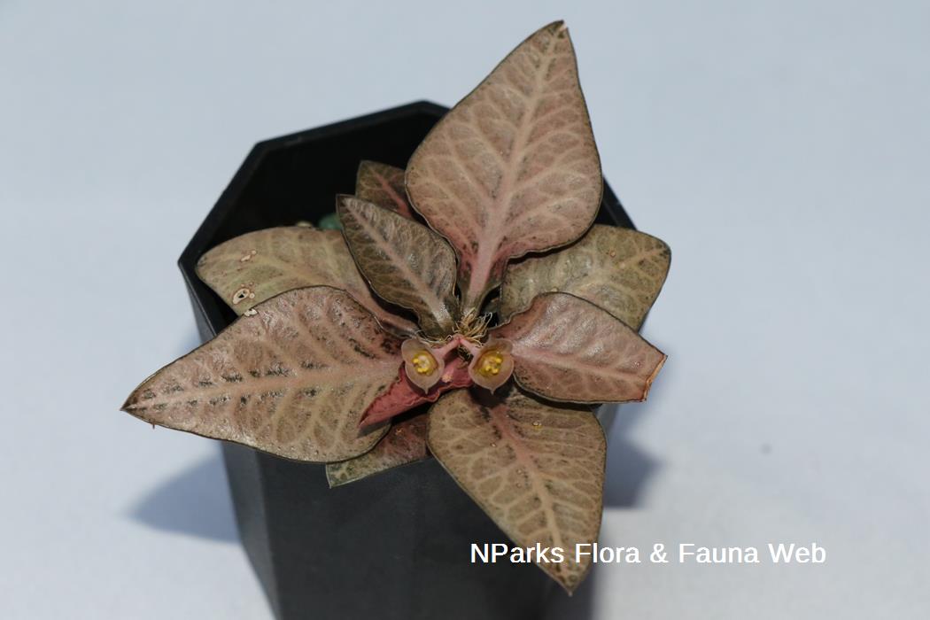 Euphorbia_francoisii_cultivar_Jennie_Tang_1