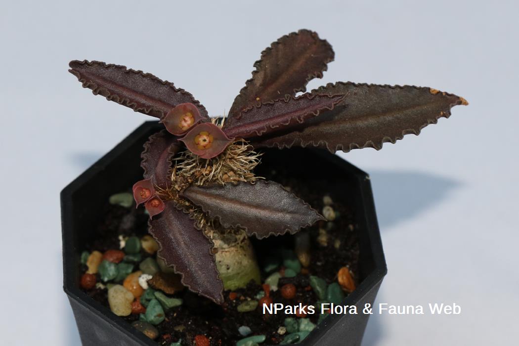 Euphorbia_francoisii_cultivar_Jennie_Tang_2