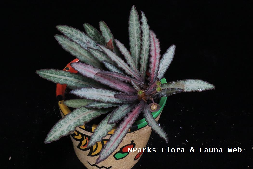 Euphorbia_francosii_Jennie_Tang_1