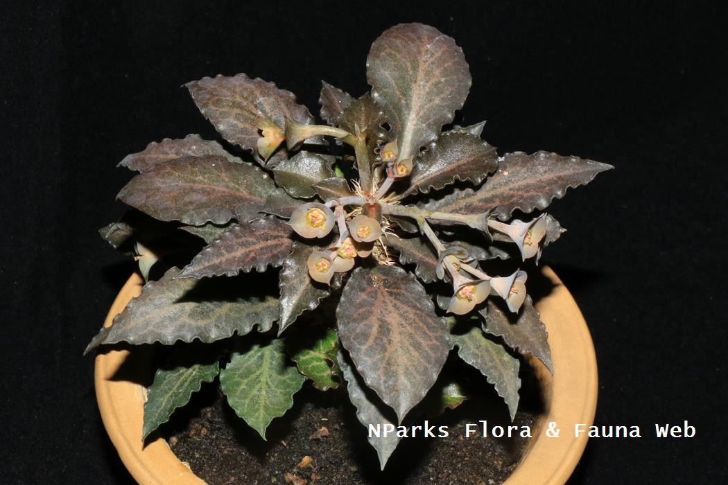 Euphorbia_francosii_Jennie_Tang_1