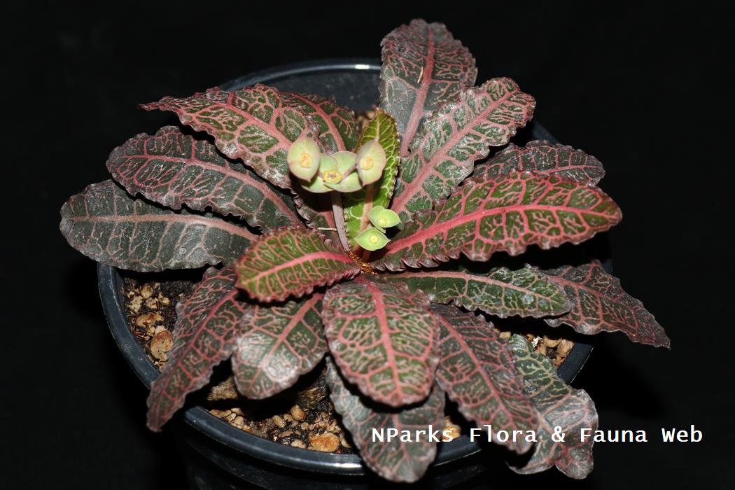 Euphorbia_francoisii_Jennie_Tang_3