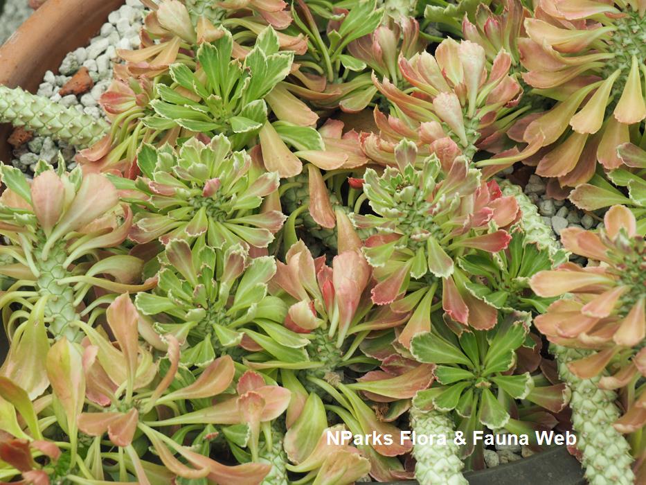 Euphorbia_succulenta_Jessica_Teo_1