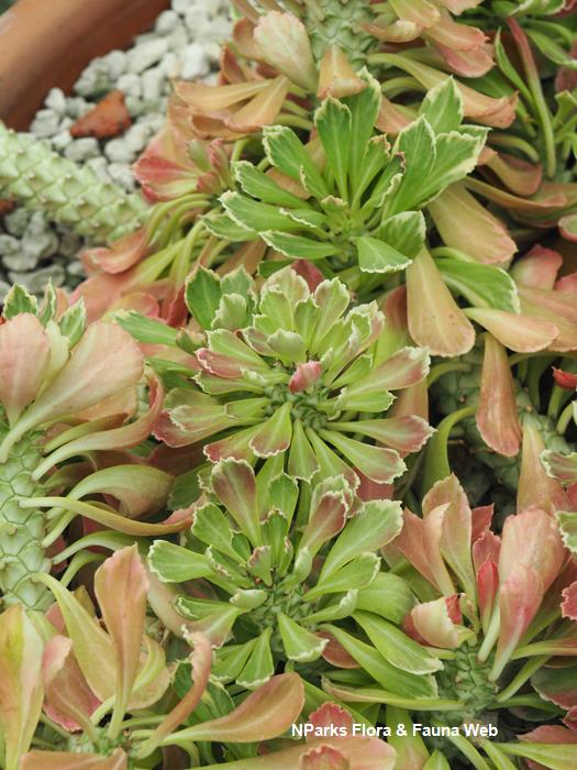 Euphorbia_succulenta_Jessica_Teo_2